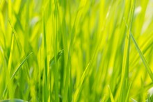 Green Spring Grass In Close Up