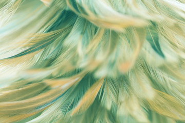 Blur Bird chickens feather texture for background Abstract, soft color of art design.