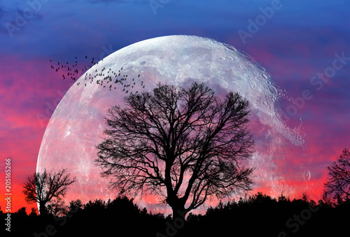Plakaty księżyc   samotne-drzewo-z-najwiekszym-ksiezycem-zwanym-rowniez-superksiezycem-quot-elementy-tego-obrazu-dostarczone-przez