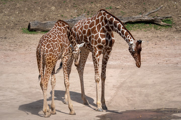 Giraffe (Giraffa camelopardalis reticulata)