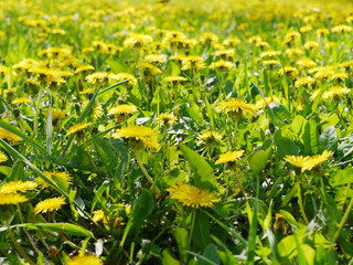 Wall Mural - Yellow dandelions in a clearing, natural floral background.