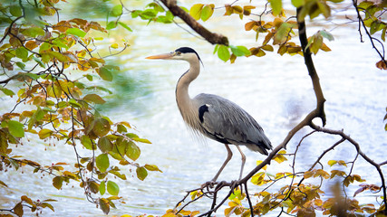 grey heron bird on the tree