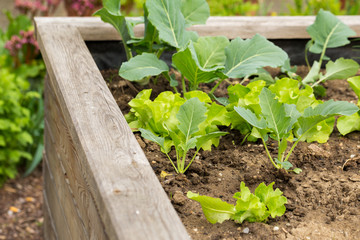 Raised bed in a garden with growing vegetables in spring 