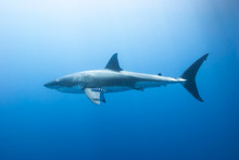 Great White Shark With Pilot Fish From The Side In Blue Water