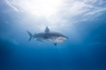 Tiger shark looking angry with open mouth close to the surface in blue water with sun in the background