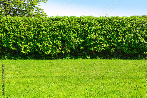 Cuadros en Lienzo Home garden landscape - a green lawn and a big hedge on a blue sky background