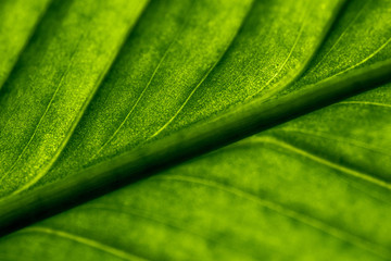 Closeup background of sunlight coming through green leaf. Rich texture, good for phone or desktop wallpapers. Calm natural mood