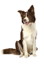 Collie Border Dog Sitting In Front Of White Background