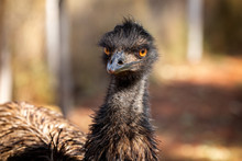 Australian Emu Portrait In Centre Australia. The Bird Is Looking Straight Ahead.