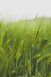 Growing Green Wheat In Spring