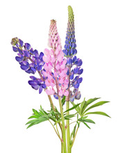 Bunch Of Three Lupine Flowers On White