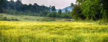 "The Yellows" ZDS Americana Series - A Field Of Tiny Yellow Flowers And Lime Green Grass - Smokey Mountains In The Background
