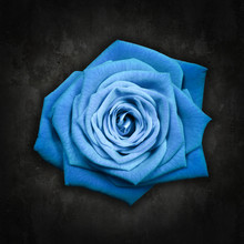 Blue Rose On Black Background - Rosa Blu Su Sfondo Nero
