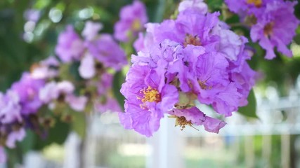 Wall Mural - it is purple and white flower species of flowering plant in the lythraceae