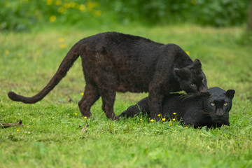 Wall Mural - Black Panther Animal