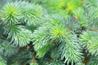 Pine tree close-up. Christmas and New Year's decor.