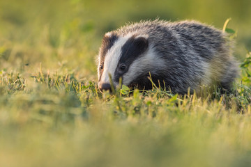 Wall Mural - badger under the sun with grass and wild atmosphere
