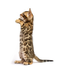 Poster - Bengal cat standing on its hind legs on a white background