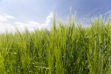 Beautiful wheat hay meadow crop field agriculture food nature spring sun landscape