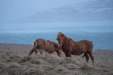 Icelandic horses , with a nice blue background, Iceland.