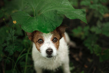 A Small Dog In The Rain Hides Under A Leaf. Dog Cute Jack Russell Terrier In Nature Hiding From The Rain Under The Leaf