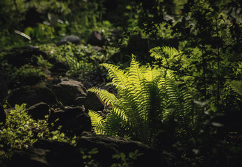 Canvas Print - a group of green ferns in the forest