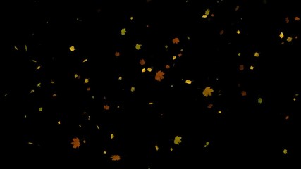 autumn season colorful leaves falling down over black background. slow motion.