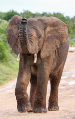 Wall Mural - african elephant with raised trunk