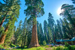 Giant Sequoia Trees In Sequoia National Park California USA in the vicinity of the Museum and Visitors Center