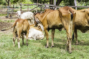 Close Up Portrait of white and brown cow and animal red calf child in green background. cows standing on the ground with farm agriculture. traditional cow in asia, cow resting, selective focus