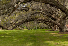 Tunnel Of Live Oak Over Carpet Of Green Grass