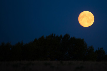 lush round moon and the stars in the sky over the treetops at night