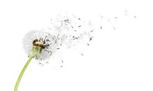 Dandelion With Blowing Seeds