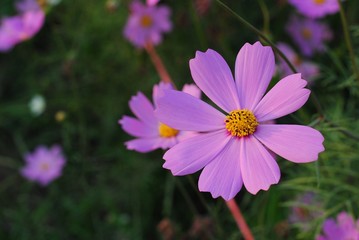 Wall Mural - pink cosmos flower blooming in the field