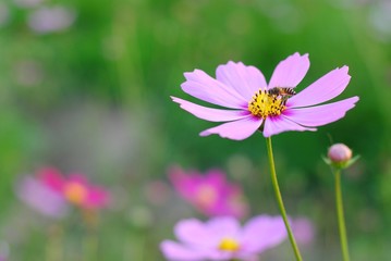 Wall Mural - pink cosmos flower blooming in the field