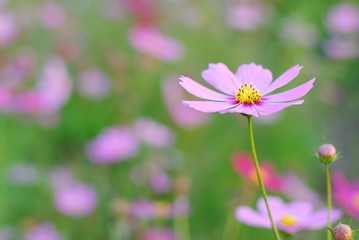 Wall Mural - pink cosmos flower blooming in the field