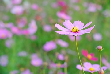 Wall Mural - pink cosmos flower blooming in the field