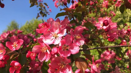 Wall Mural - Beautiful white flowers blooming apple tree branches in spring video.