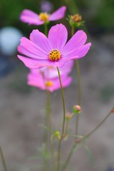 Wall Mural - pink cosmos flower blooming in the field