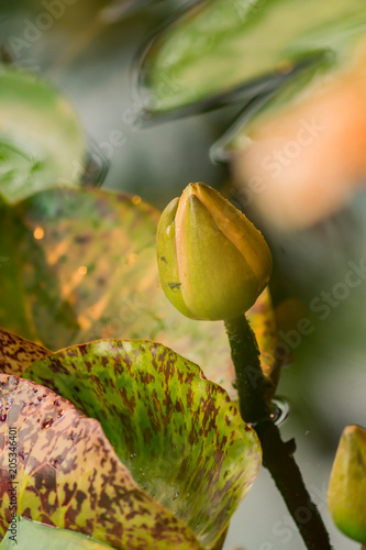 Plakat Leluja staw w tropikalnym ogródzie, zakończenie pączek wodna leluja up
