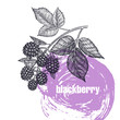Realistic illustration of apple blackberry isolated on white background.
