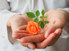 A Little Orange Rose On A Woman's Palm. The Concept Of Tenderness And Women's Health.