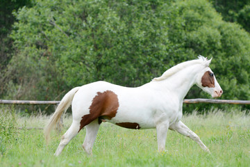 Beautiful piebald young horse running in the field.