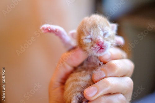 Petit Chaton Nouveau Ne Roux Tigre Stock Photo Adobe Stock