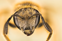 Ivy Bee, Bee, Colletes Hederae