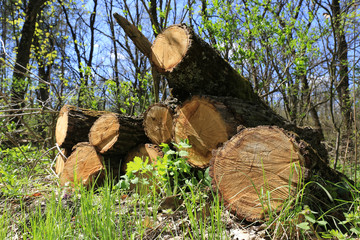 Wall Mural - wooden logs on green meadow in forest