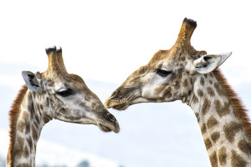 Portrait of two giraffes in Pilanesberg National Park in South Africa