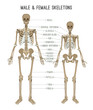 © Double Brain - Skeleton differences image