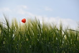 Fototapeta  - Blume im Getreidefeld