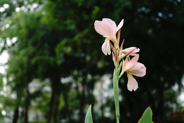 the  floral it is  pink at beautiful on park and is blur